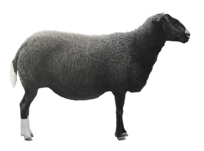 Amazing charcoal drawings of nests and animals that almost look like photographs