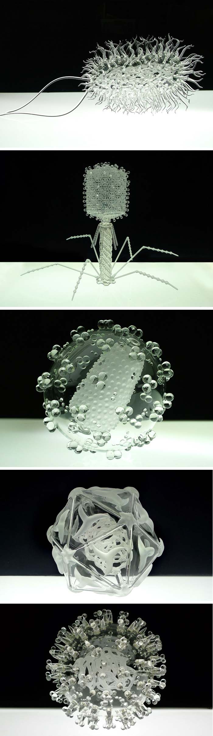Glass Microbology sculptures, infectious diseases as beautiful glass objects, Luke Jerram