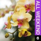 06_OrchidShowNYC_culture-on-the-cheap-weekend-4-5-13