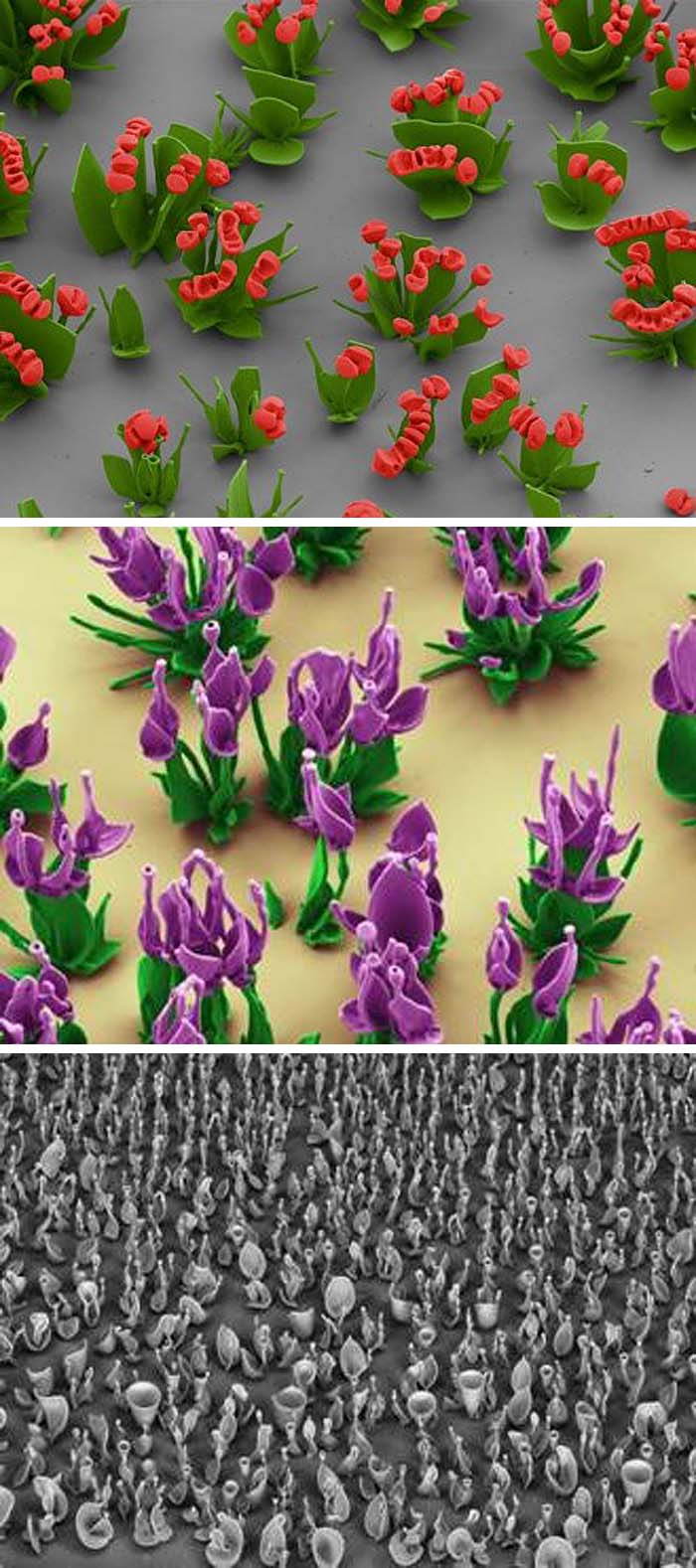 Microscopic Flowers made of chemical, Wim Noorduin, Harvard, cool manipulated design in science