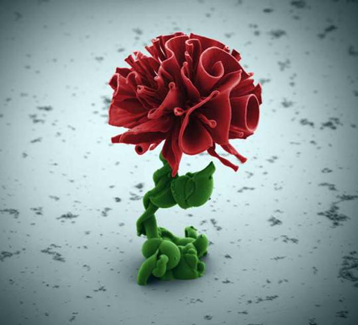 Microscopic Flowers made of chemical, Wim Noorduin, Harvard, cool manipulated design in science